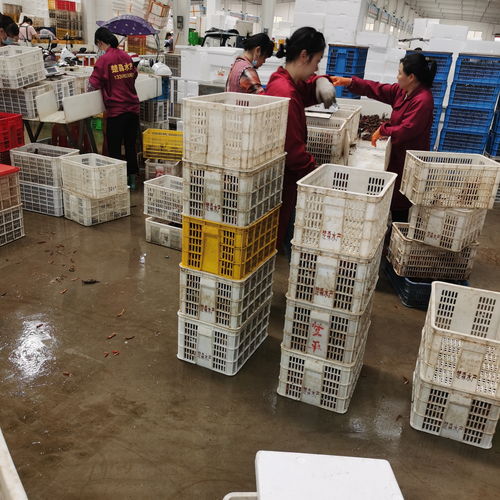 潛江楚淼水產(chǎn)7月炮頭小龍蝦30斤起批發(fā)，全國可發(fā)售